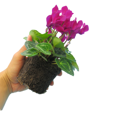 Cyclamen Purple 10.5cm x 3 – Elegant Winter Colour with Lasting Charm The Rose Press Garden