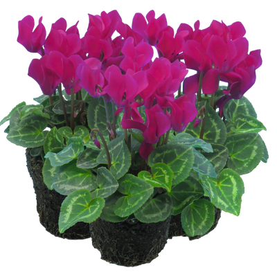 Cyclamen Purple 10.5cm x 3 – Elegant Winter Colour with Lasting Charm The Rose Press Garden