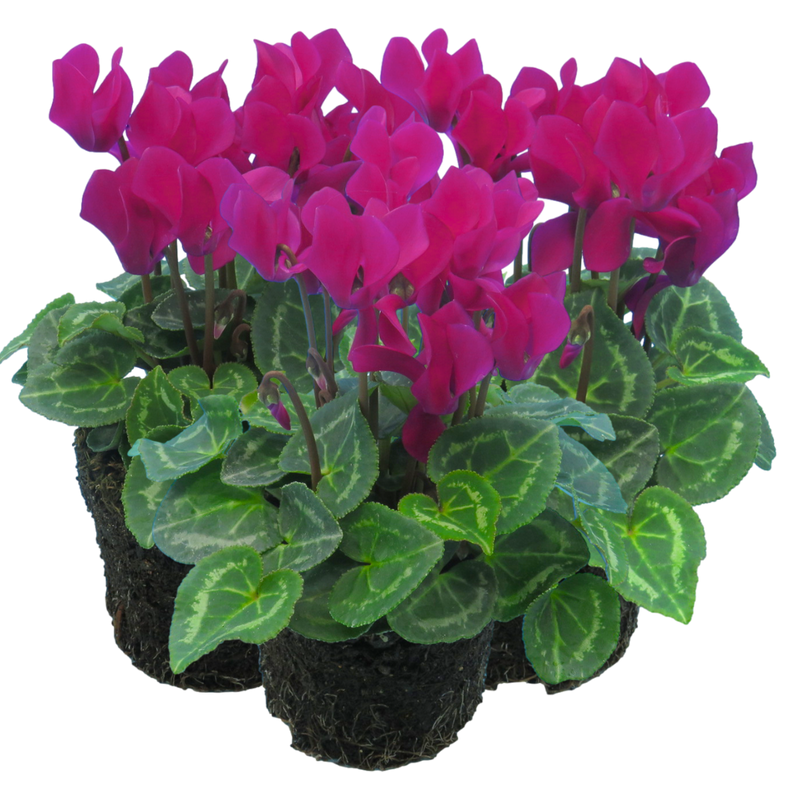 Cyclamen Purple 10.5cm x 3 – Elegant Winter Colour with Lasting Charm The Rose Press Garden