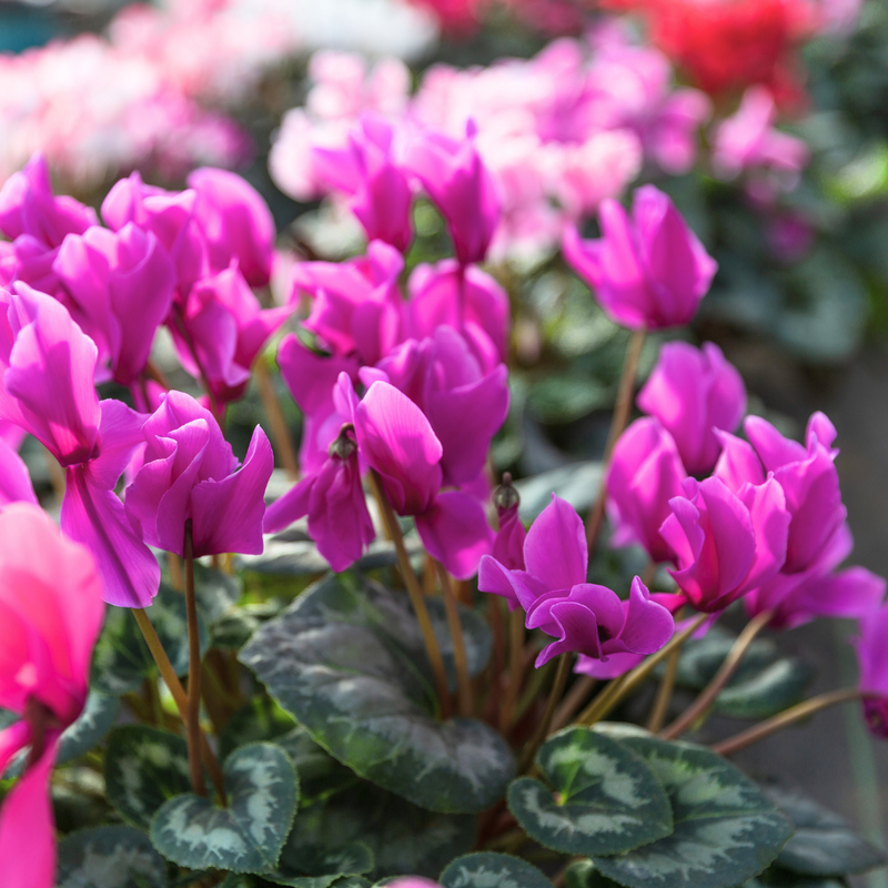 Cyclamen Purple 10.5cm x 6 – Vivid Winter Colour for Lasting Impact The Rose Press Garden