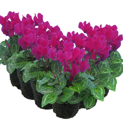 Cyclamen Purple 10.5cm x 6 – Vivid Winter Colour for Lasting Impact The Rose Press Garden