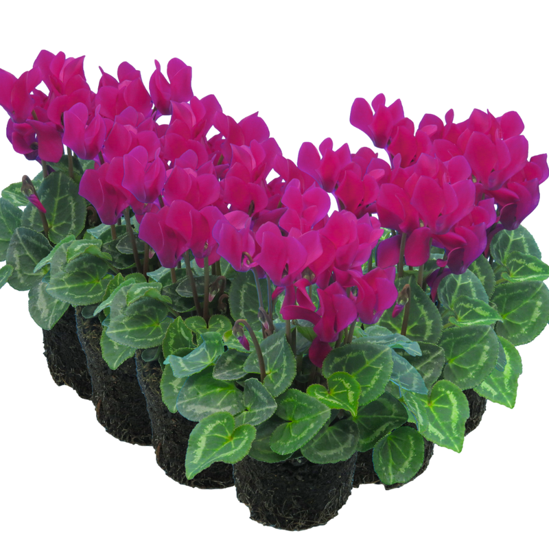 Cyclamen Purple 10.5cm x 6 – Vivid Winter Colour for Lasting Impact The Rose Press Garden