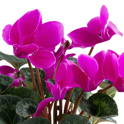Cyclamen Purple 10.5cm x 6 – Vivid Winter Colour for Lasting Impact The Rose Press Garden