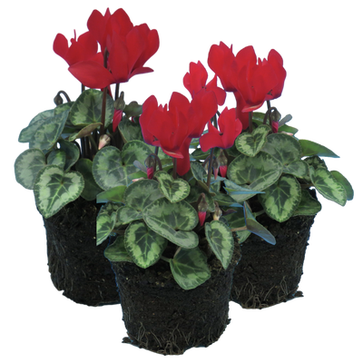 Cyclamen Silver Leaf Scarlet 10.5cm x 3 – Brilliant Winter Colour with Elegant Silver Foliage The Rose Press Garden