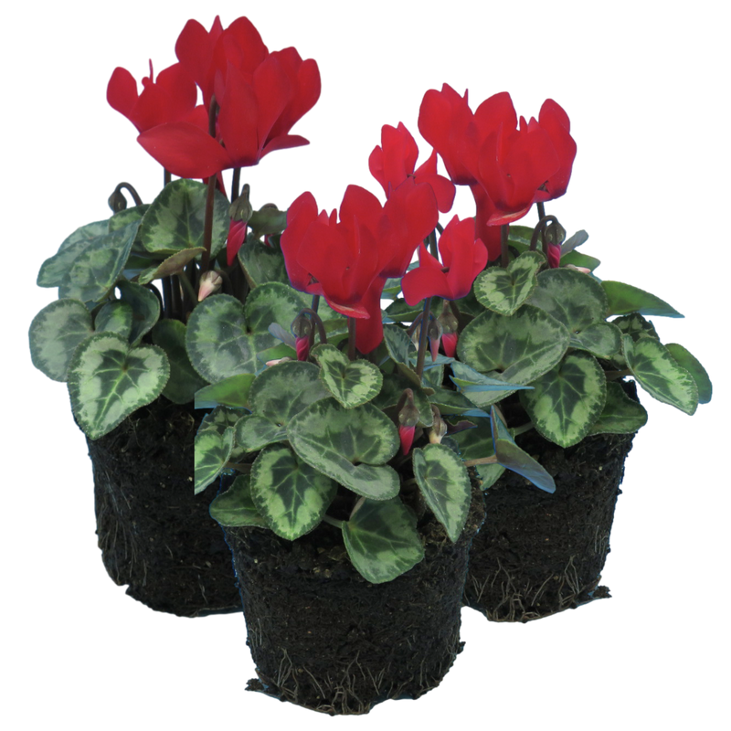 Cyclamen Silver Leaf Scarlet 10.5cm x 3 – Brilliant Winter Colour with Elegant Silver Foliage The Rose Press Garden