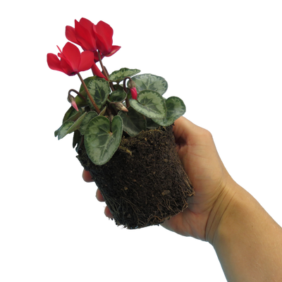 Cyclamen Silver Leaf Scarlet 10.5cm x 3 – Brilliant Winter Colour with Elegant Silver Foliage The Rose Press Garden