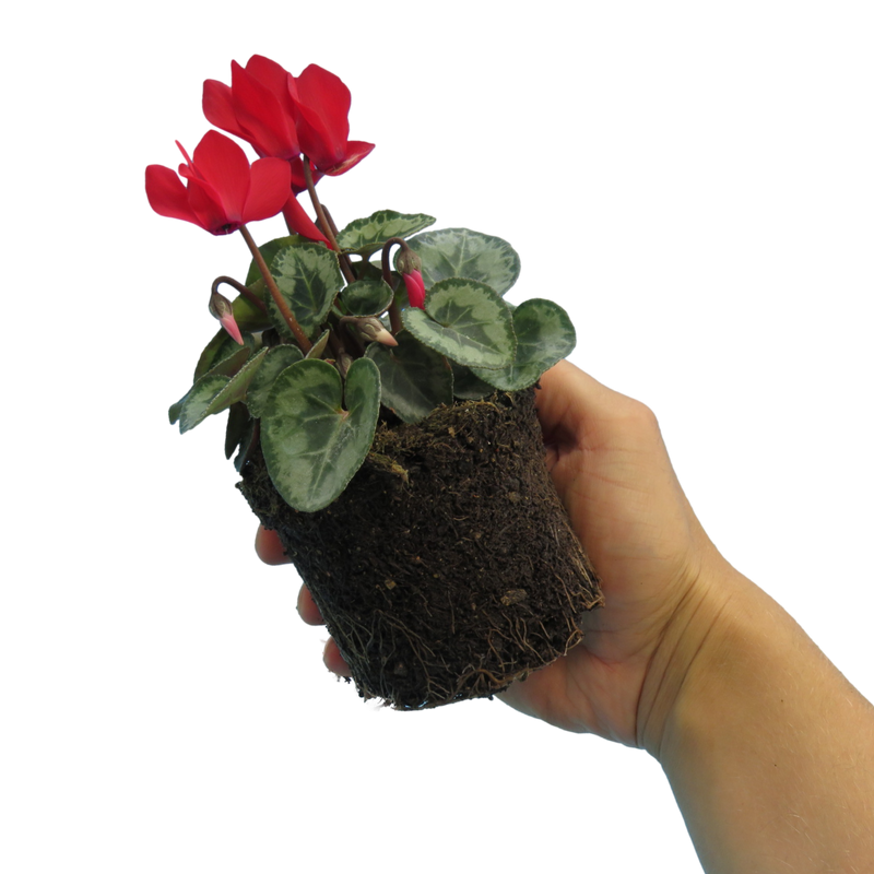 Cyclamen Silver Leaf Scarlet 10.5cm x 6 – Brilliant Winter Colour with Elegant Silver Foliage The Rose Press Garden