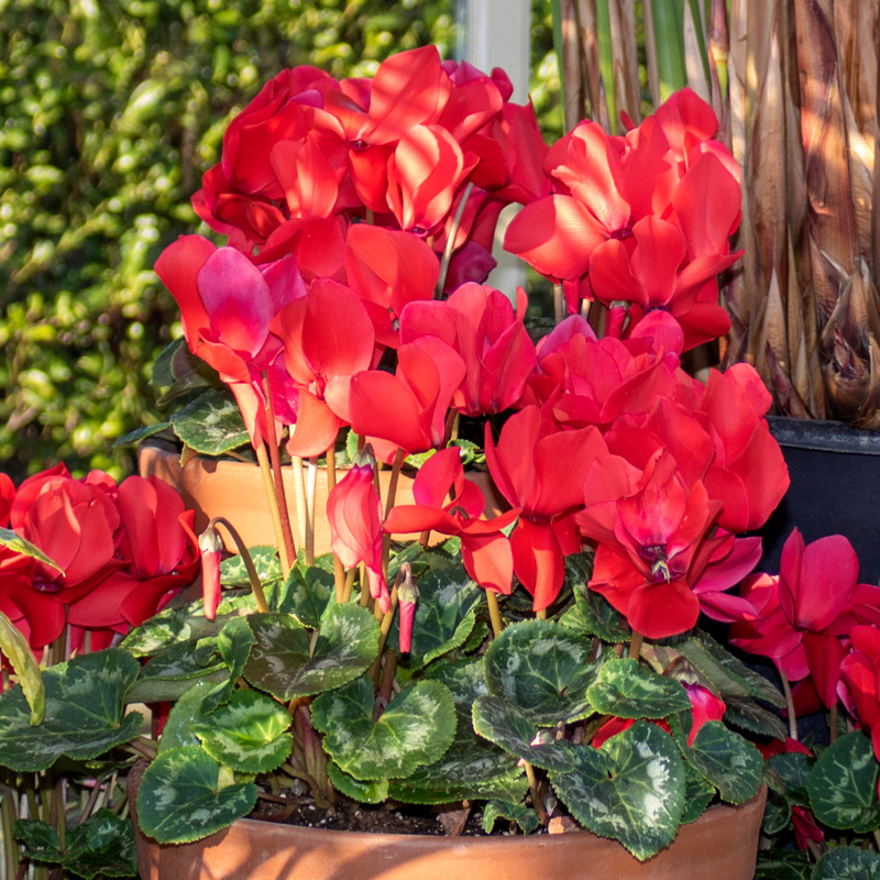 Cyclamen Silver Leaf Scarlet 10.5cm x 6 – Brilliant Winter Colour with Elegant Silver Foliage The Rose Press Garden