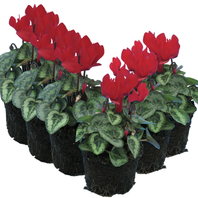 Cyclamen Silver Leaf Scarlet 10.5cm x 6 – Brilliant Winter Colour with Elegant Silver Foliage The Rose Press Garden