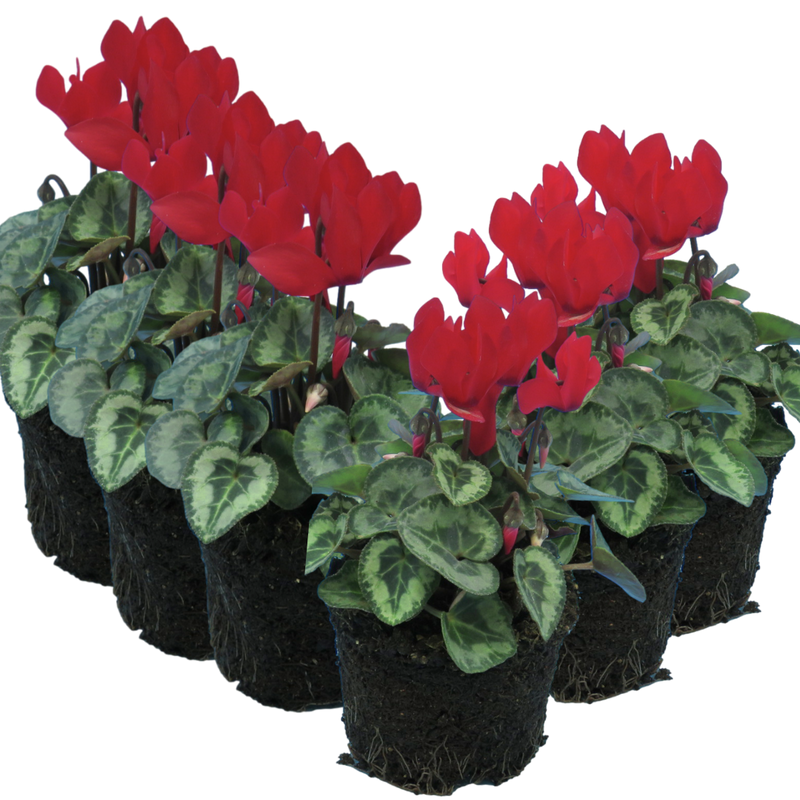 Cyclamen Silver Leaf Scarlet 10.5cm x 6 – Brilliant Winter Colour with Elegant Silver Foliage The Rose Press Garden
