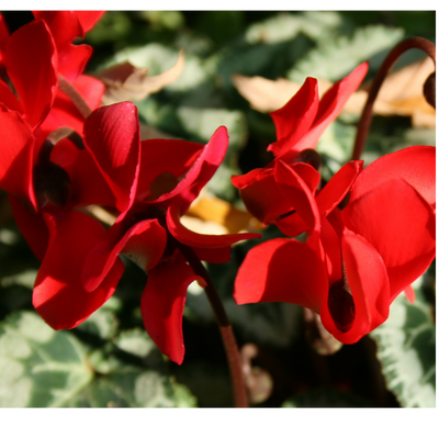 Cyclamen Silver Leaf Scarlet 10.5cm x 6 – Brilliant Winter Colour with Elegant Silver Foliage The Rose Press Garden