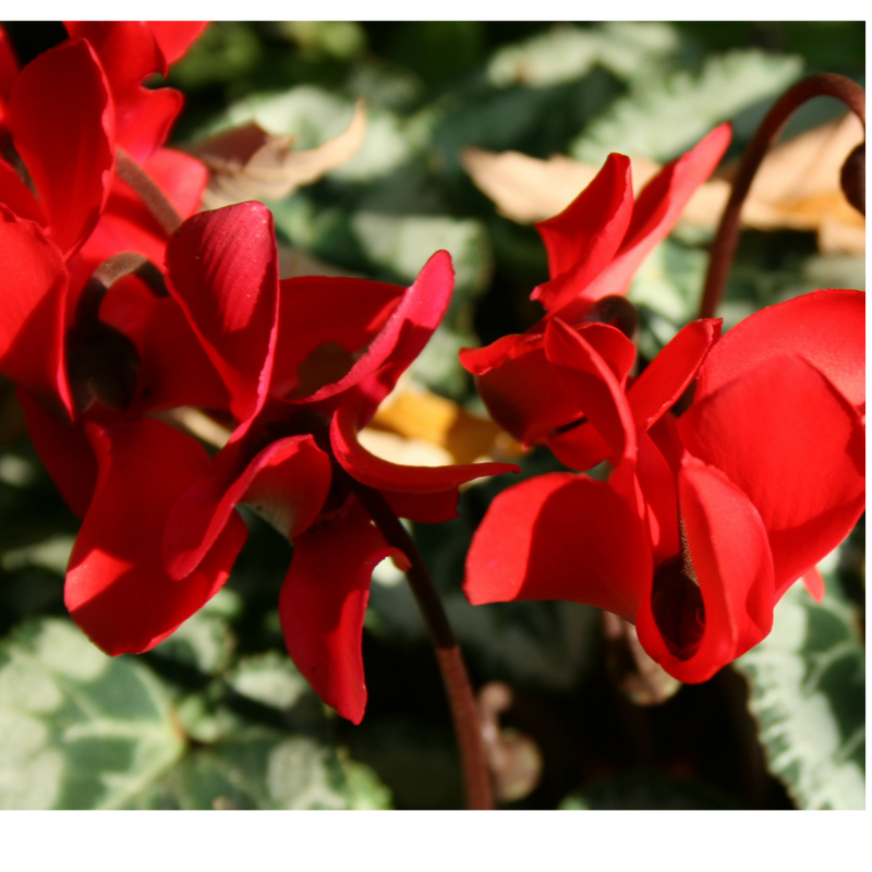 Cyclamen Silver Leaf Scarlet 10.5cm x 6 – Brilliant Winter Colour with Elegant Silver Foliage The Rose Press Garden