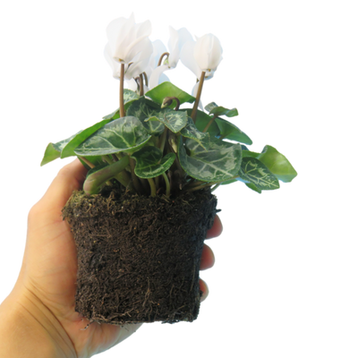 Cyclamen White 10.5cm x 6 – Elegant Winter Colour for Every Corner The Rose Press Garden