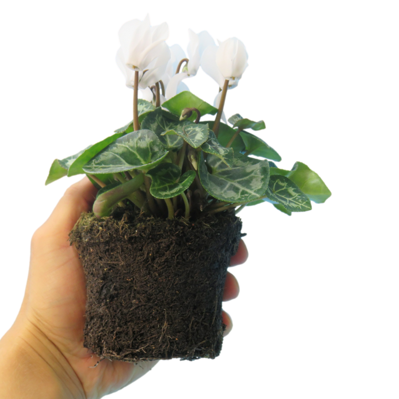 Cyclamen White 10.5cm x 6 – Elegant Winter Colour for Every Corner The Rose Press Garden