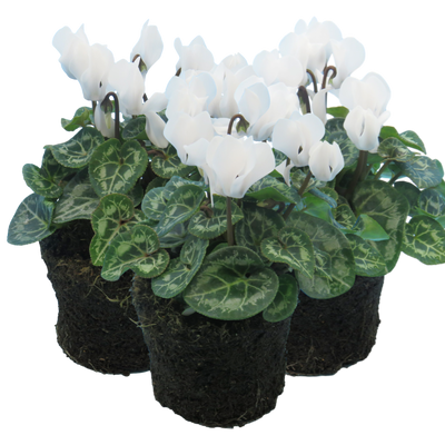 Cyclamen White 10.5cm x 3 – Elegant Winter Colour for Every Corner The Rose Press Garden