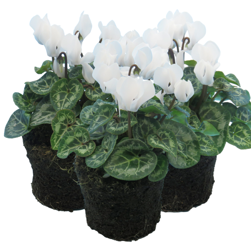 Cyclamen White 10.5cm x 3 – Elegant Winter Colour for Every Corner The Rose Press Garden