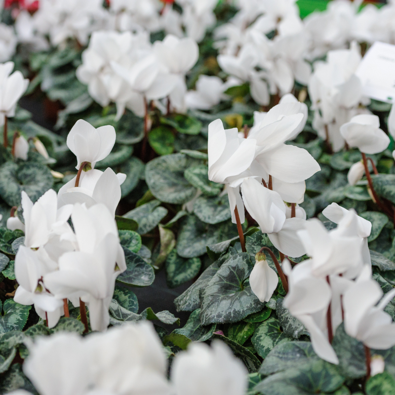 Cyclamen White 10.5cm x 6 – Elegant Winter Colour for Every Corner The Rose Press Garden