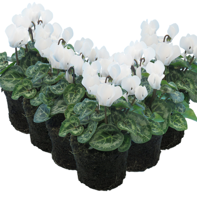 Cyclamen White 10.5cm x 6 – Elegant Winter Colour for Every Corner The Rose Press Garden