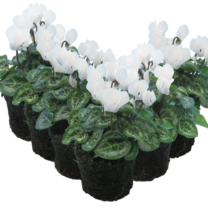 Cyclamen White 10.5cm x 6 – Elegant Winter Colour for Every Corner The Rose Press Garden