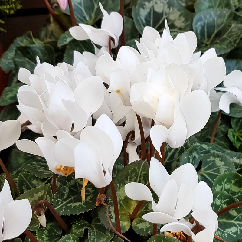 Cyclamen White 10.5cm x 6 – Elegant Winter Colour for Every Corner The Rose Press Garden