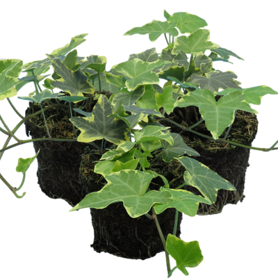 Ivy Gold 10.5cm x 3 – Golden Evergreen Foliage for Indoors & Outdoors The Rose Press Garden