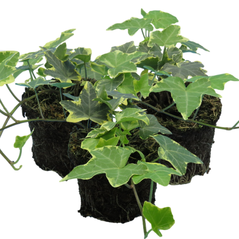 Ivy Gold 10.5cm x 3 – Golden Evergreen Foliage for Indoors & Outdoors The Rose Press Garden
