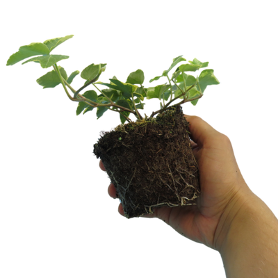 Ivy Gold 10.5cm x 6 – Lush Golden Foliage for Year-Round Colour The Rose Press Garden