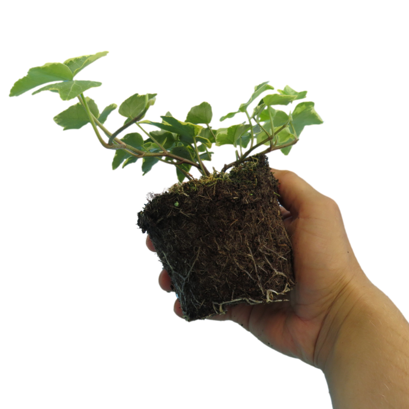 Ivy Gold 10.5cm x 6 – Lush Golden Foliage for Year-Round Colour The Rose Press Garden