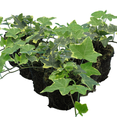 Ivy Gold 10.5cm x 6 – Lush Golden Foliage for Year-Round Colour The Rose Press Garden
