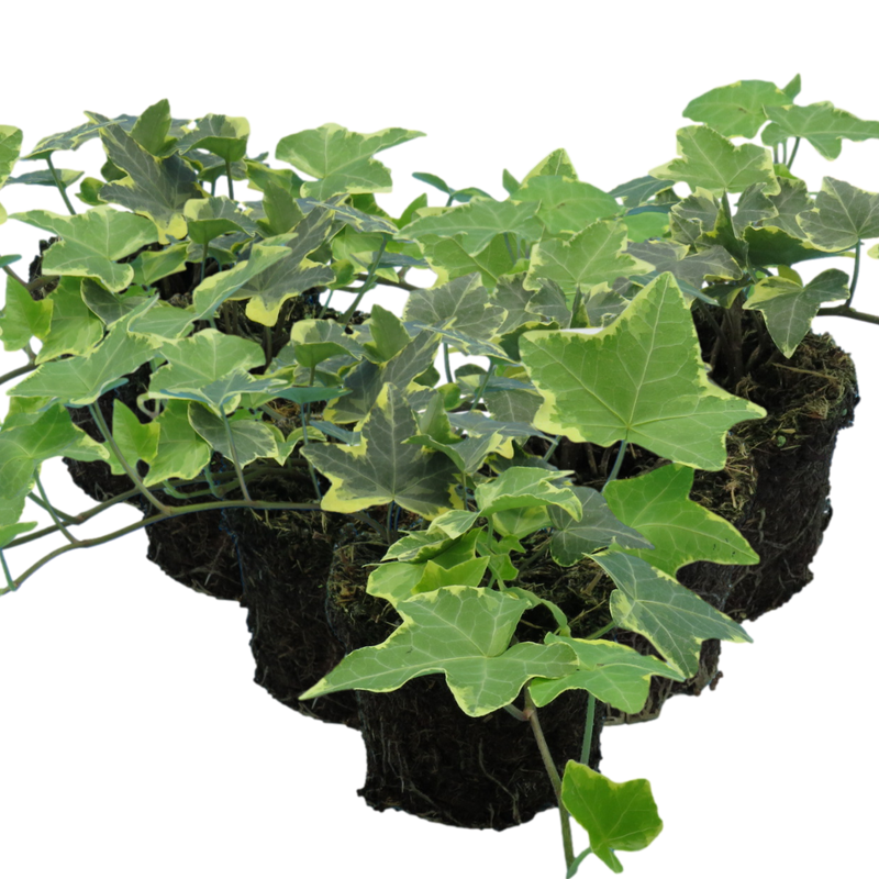 Ivy Gold 10.5cm x 6 – Lush Golden Foliage for Year-Round Colour The Rose Press Garden