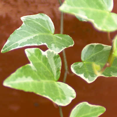 Ivy Gold 10.5cm x 6 – Lush Golden Foliage for Year-Round Colour The Rose Press Garden