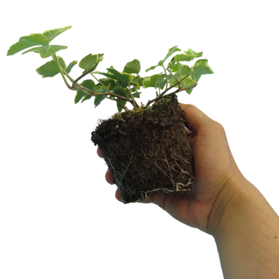 Ivy Growers Selection 10.5cm x 3 – Versatile Evergreen Climbing Ivy for Indoors & Gardens The Rose Press Garden