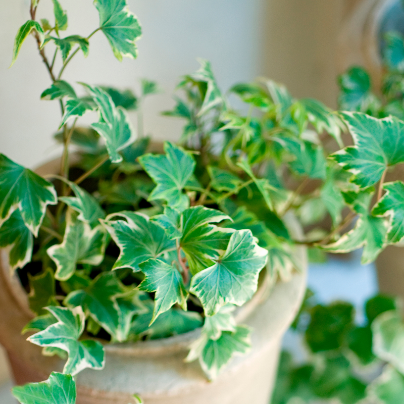 Ivy Growers Selection 10.5cm x 3 – Versatile Evergreen Climbing Ivy for Indoors & Gardens The Rose Press Garden