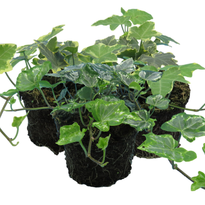 Ivy Growers Selection 10.5cm x 3 – Versatile Evergreen Climbing Ivy for Indoors & Gardens The Rose Press Garden