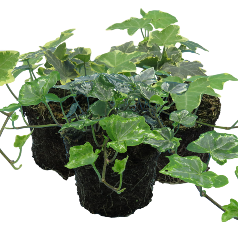 Ivy Growers Selection 10.5cm x 3 – Versatile Evergreen Climbing Ivy for Indoors & Gardens The Rose Press Garden