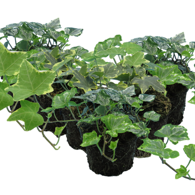 Ivy Growers Selection 10.5cm x 6 – Evergreen Charm for Indoors & Outdoors The Rose Press Garden