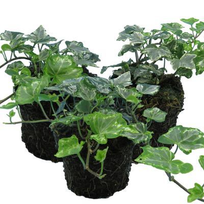 Ivy Silver 10.5cm x 3 – Elegant Variegated Evergreen for Indoors & Outdoors The Rose Press Garden