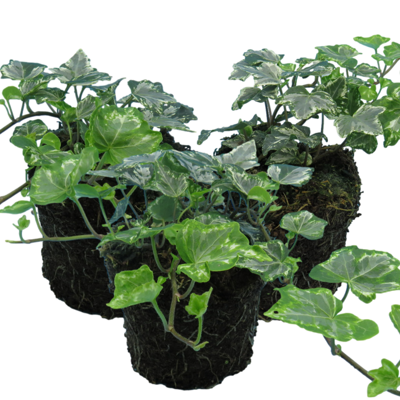 Ivy Silver 10.5cm x 3 – Elegant Variegated Evergreen for Indoors & Outdoors The Rose Press Garden