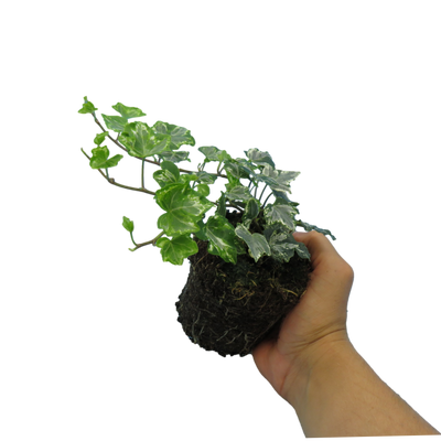 Ivy Silver 10.5cm x 3 – Elegant Variegated Evergreen for Indoors & Outdoors The Rose Press Garden