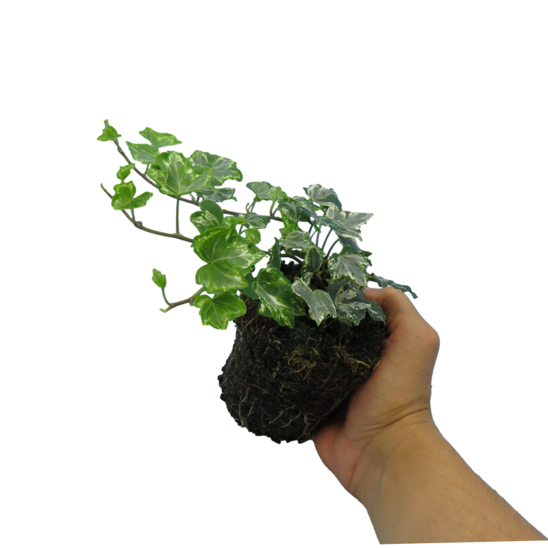 Ivy Silver 10.5cm x 3 – Elegant Variegated Evergreen for Indoors & Outdoors The Rose Press Garden