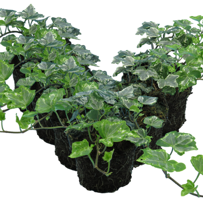 Ivy Silver 10.5cm x 6 – Elegant Variegated Evergreen for Indoors & Outdoors The Rose Press Garden