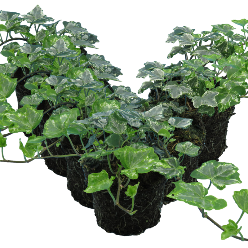 Ivy Silver 10.5cm x 6 – Elegant Variegated Evergreen for Indoors & Outdoors The Rose Press Garden