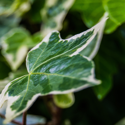 Ivy Silver 10.5cm x 6 – Elegant Variegated Evergreen for Indoors & Outdoors The Rose Press Garden