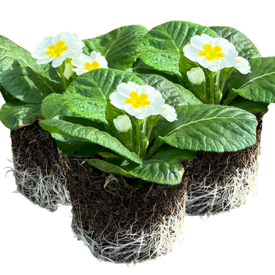 Primrose White 10.5cm x 3 – Elegant White Blooms for Winter Cheer The Rose Press Garden