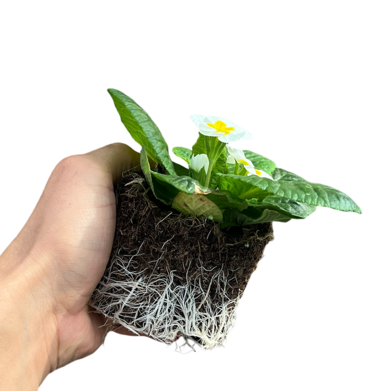 Primrose White 10.5cm x 3 – Elegant White Blooms for Winter Cheer The Rose Press Garden