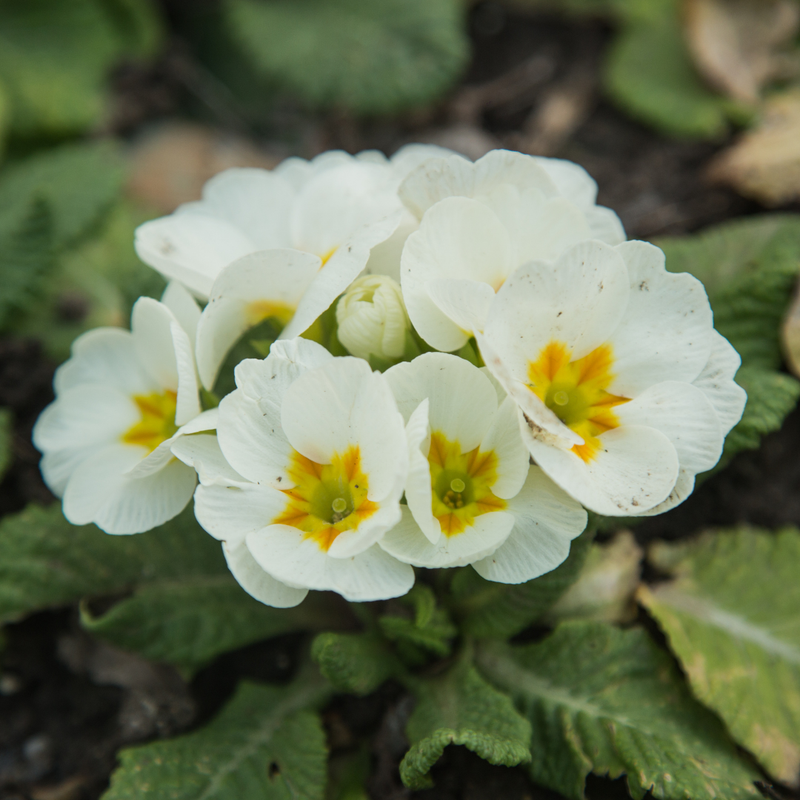 Primrose White 10.5cm x 6 – Classic Winter Garden Colour The Rose Press Garden