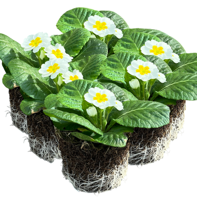 Primrose White 10.5cm x 6 – Classic Winter Garden Colour The Rose Press Garden