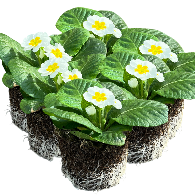 Primrose White 10.5cm x 6 – Classic Winter Garden Colour The Rose Press Garden