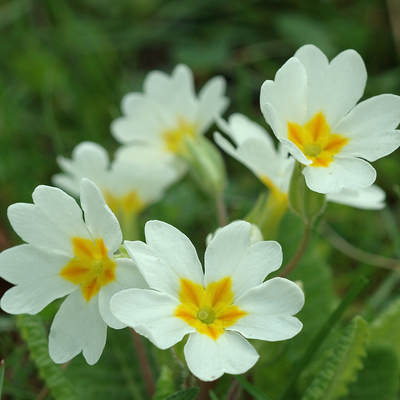 Primrose White 10.5cm x 6 – Classic Winter Garden Colour The Rose Press Garden