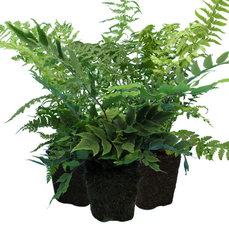 Shield Fn Fern Mix – Shield Fern, Holly Fern, Male Fern -3 Plants – The Rose ...